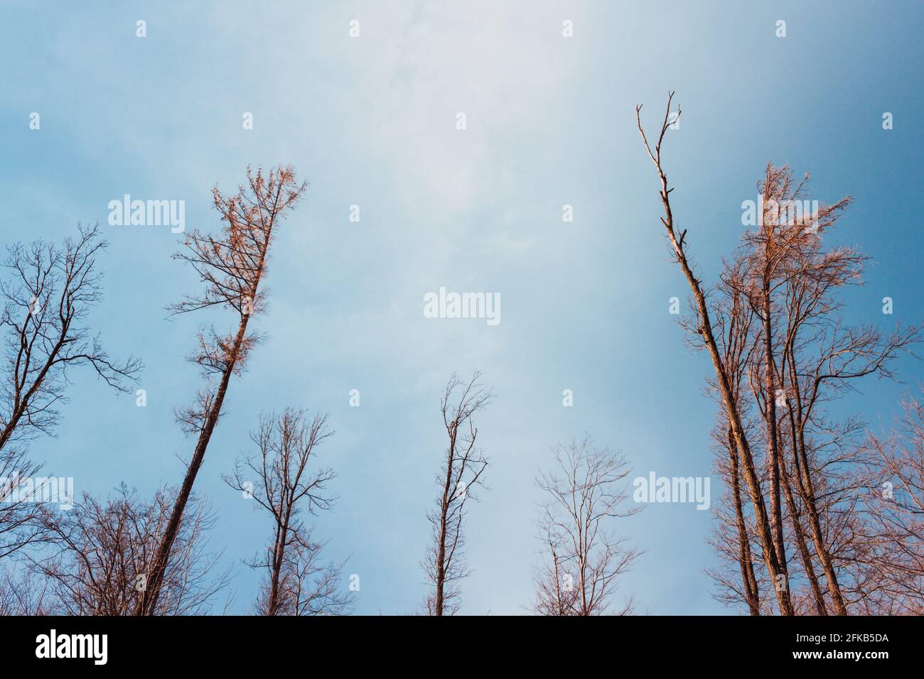 Bäume auf dem Hintergrund der Sturmwolken Stockfoto