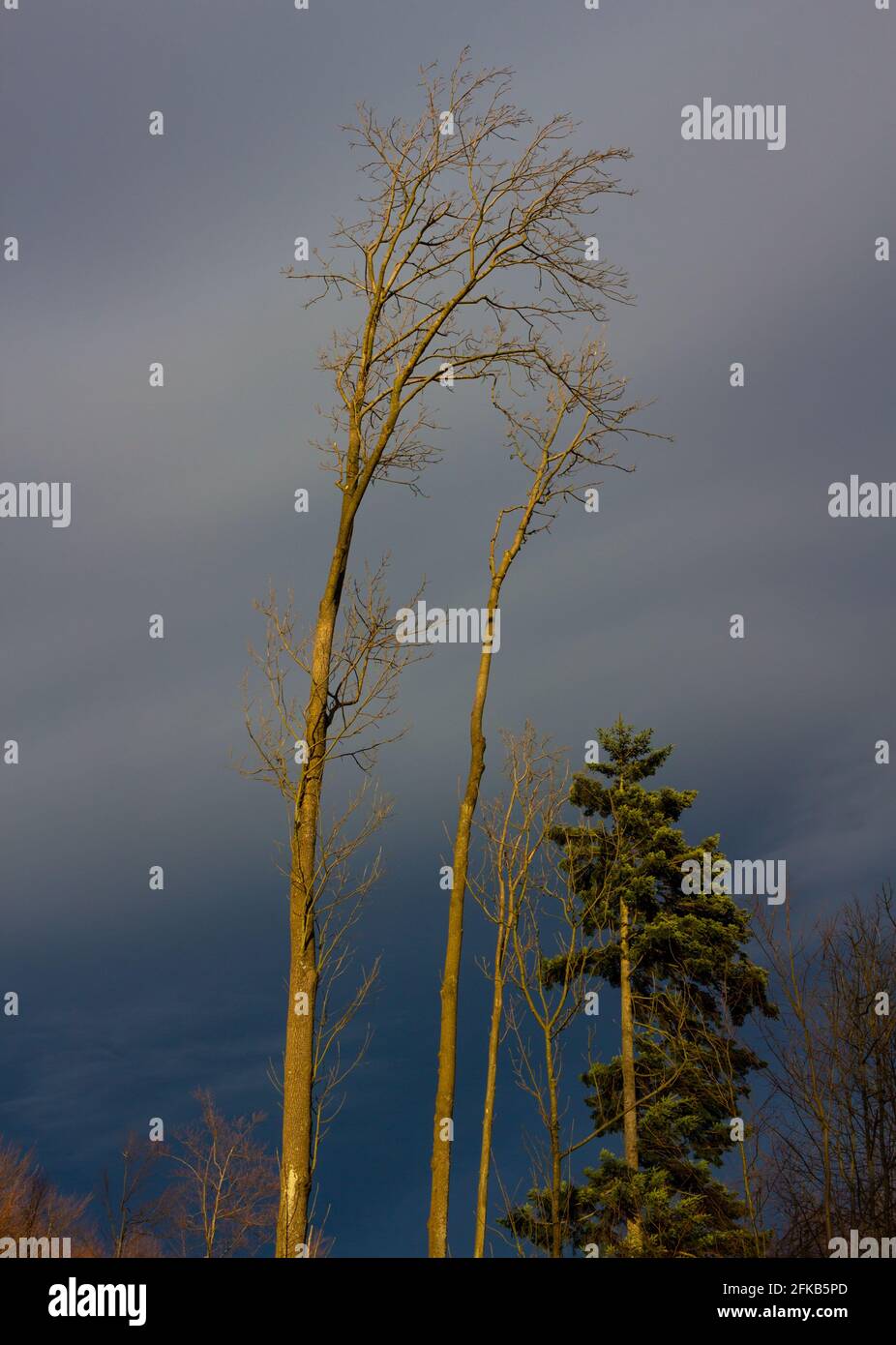 Bäume auf dem Hintergrund der Sturmwolken Stockfoto