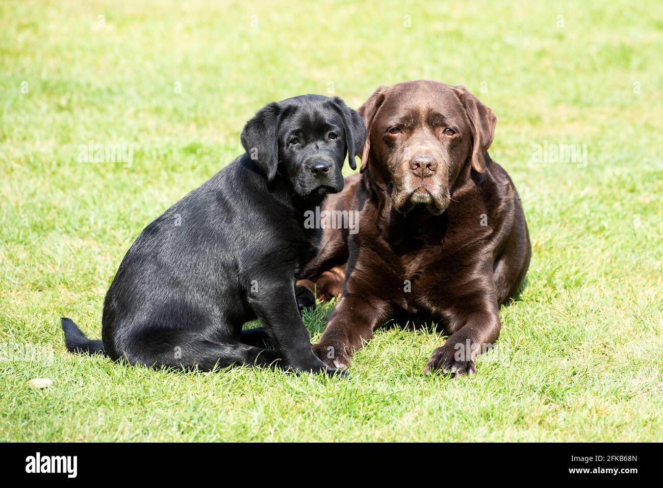 Zwölf Wochen alte schwarze Labrador Welpe mit ihrem Großvater Chocolate Labrador Stockfoto