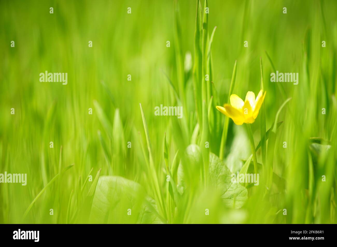 Lebhaftes frisches grünes Gras mit einer gelben Blume in einem sonnigen Frühlingsfeld. Stockfoto
