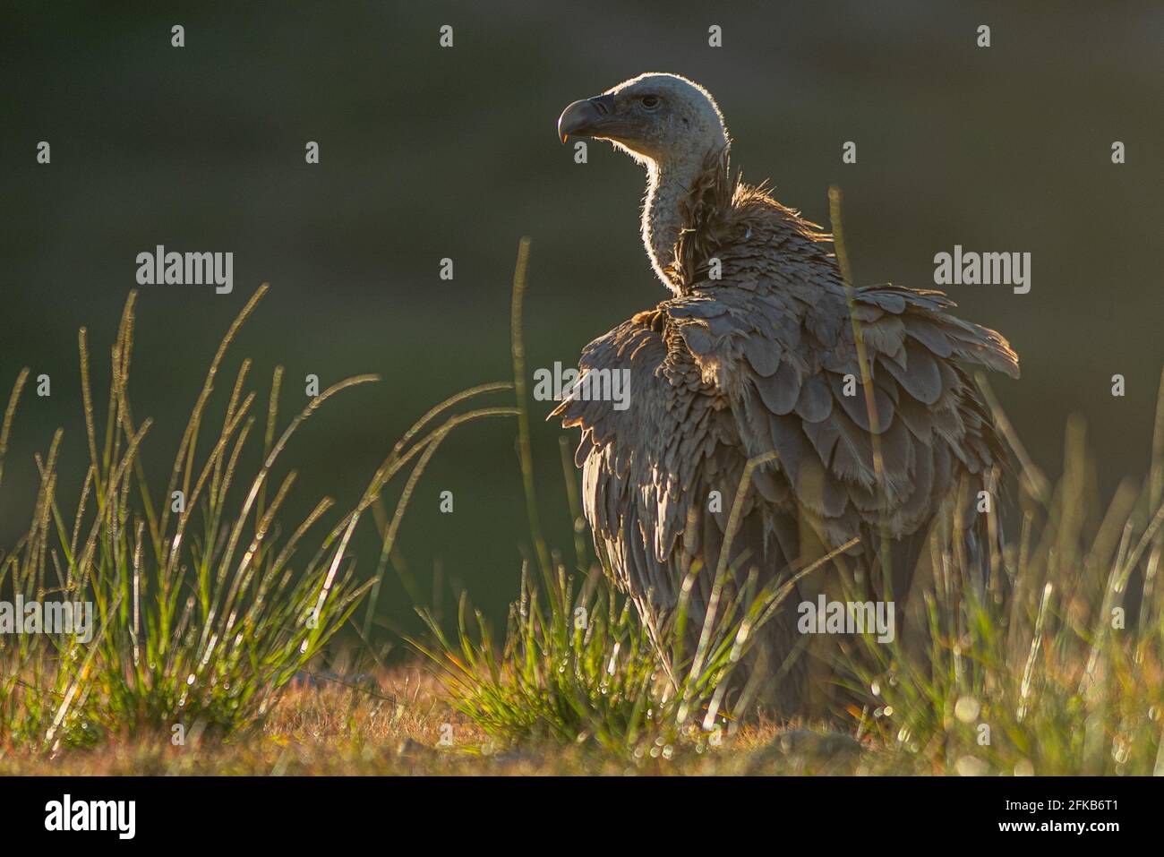 Ein Gänsegeier (Gyps fulvus) Stockfoto