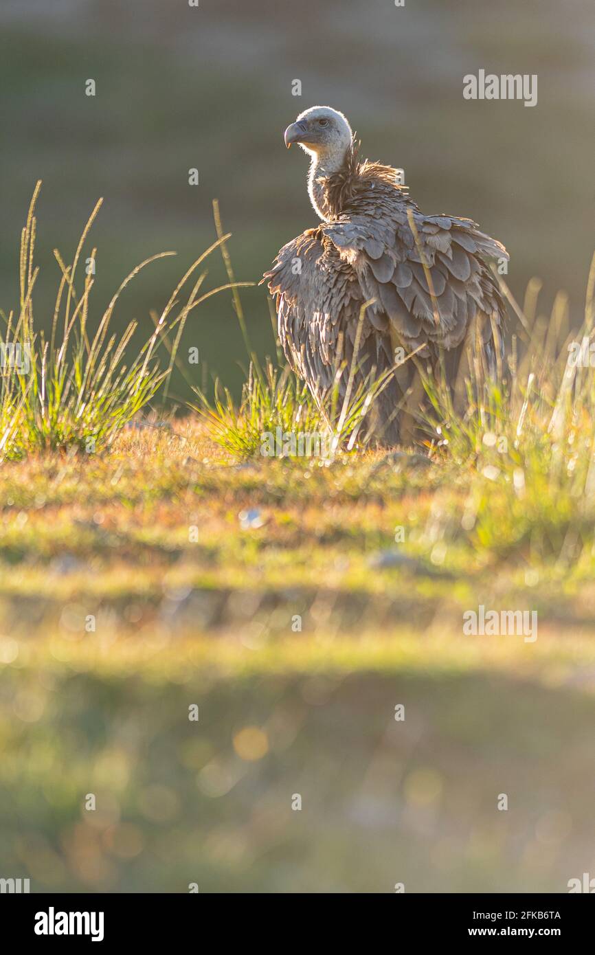 Ein Gänsegeier (Gyps fulvus) Stockfoto