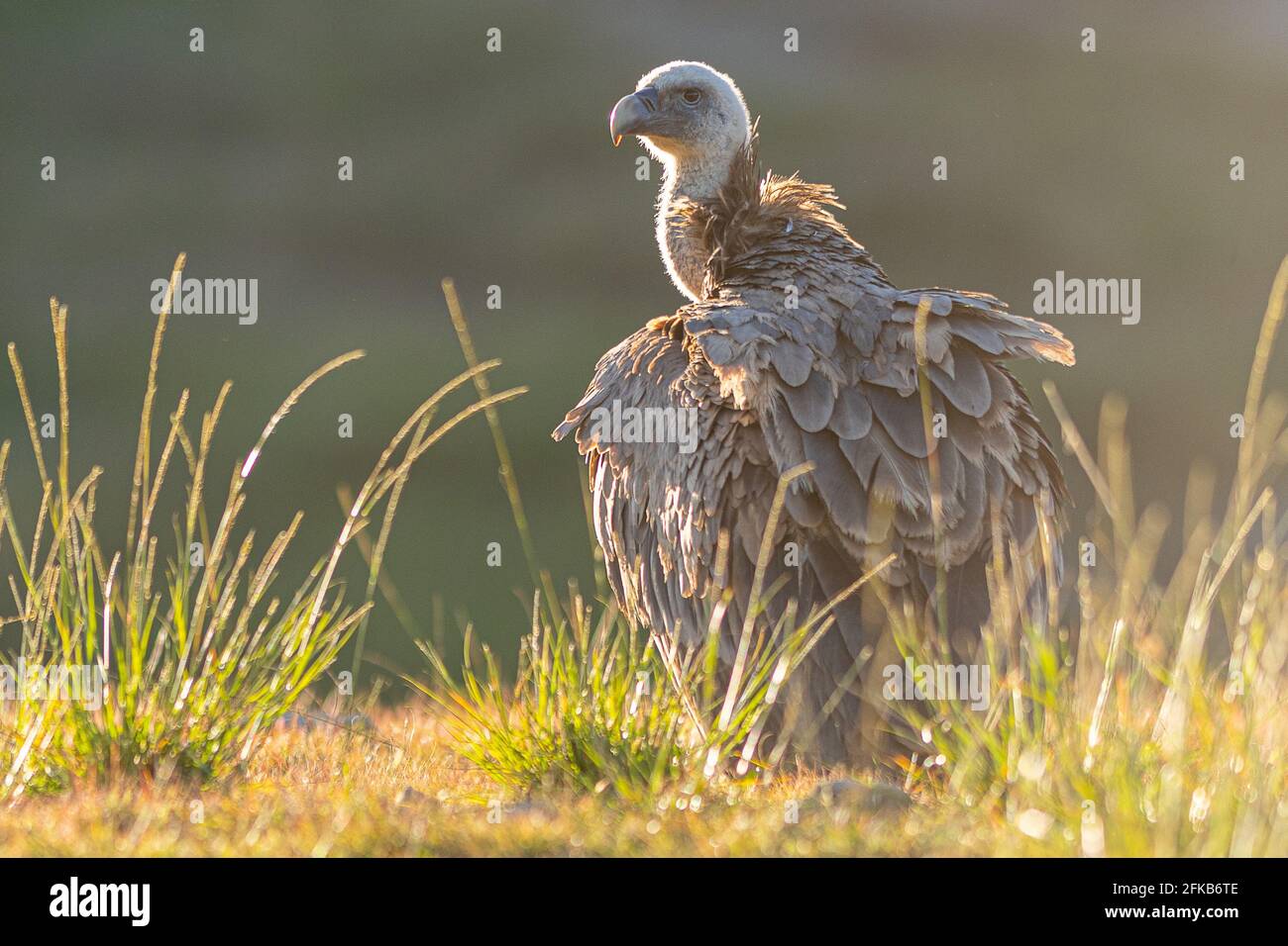 Ein Gänsegeier (Gyps fulvus) Stockfoto