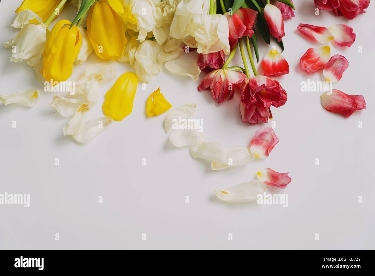 Foto von vertrockneten gelben, roten und weißen Tulpen, nach dem Urlaub. Copyspace. Stockfoto
