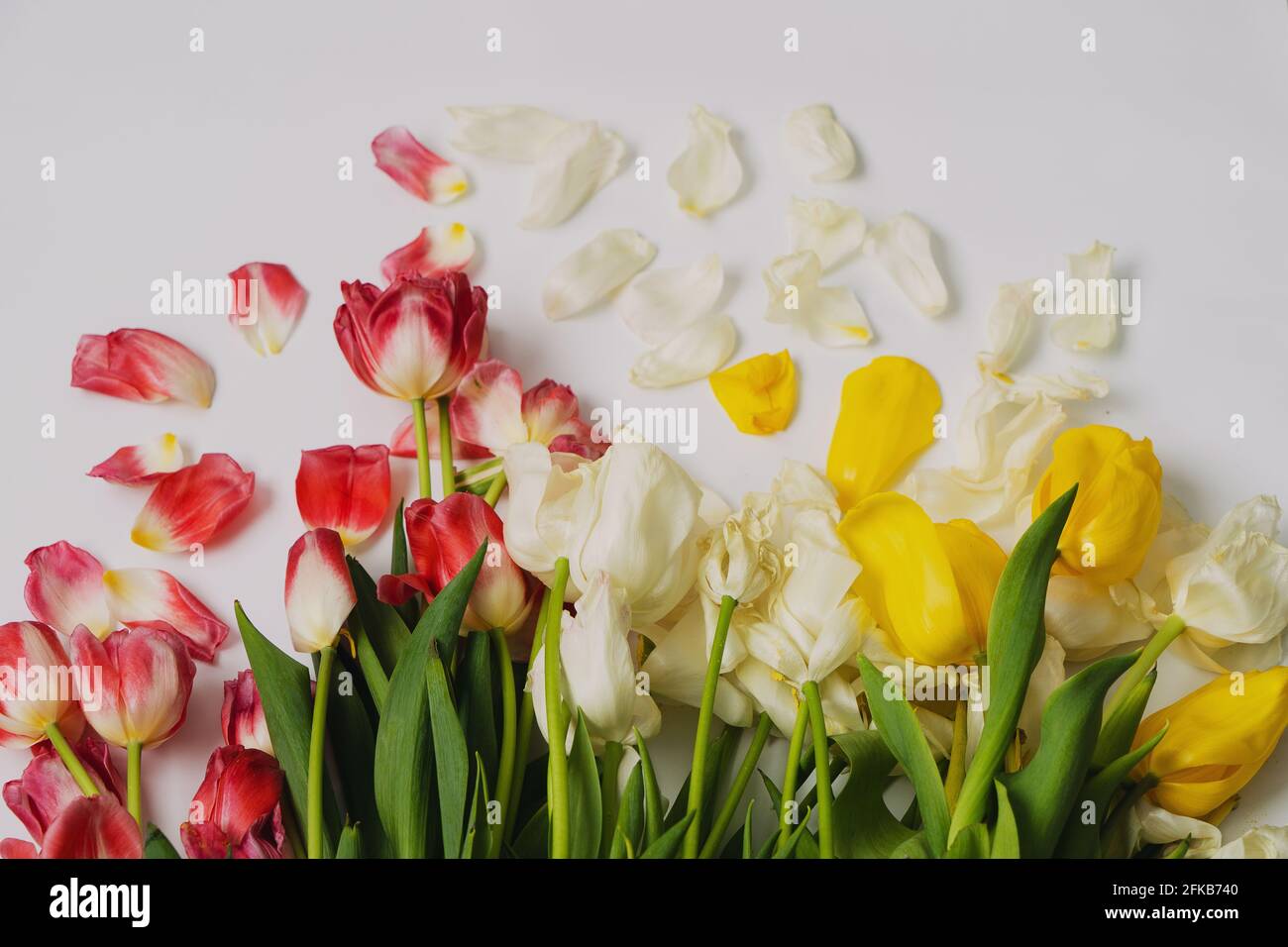 Foto von vertrockneten gelben, roten und weißen Tulpen, nach dem Urlaub. Copyspace. Stockfoto