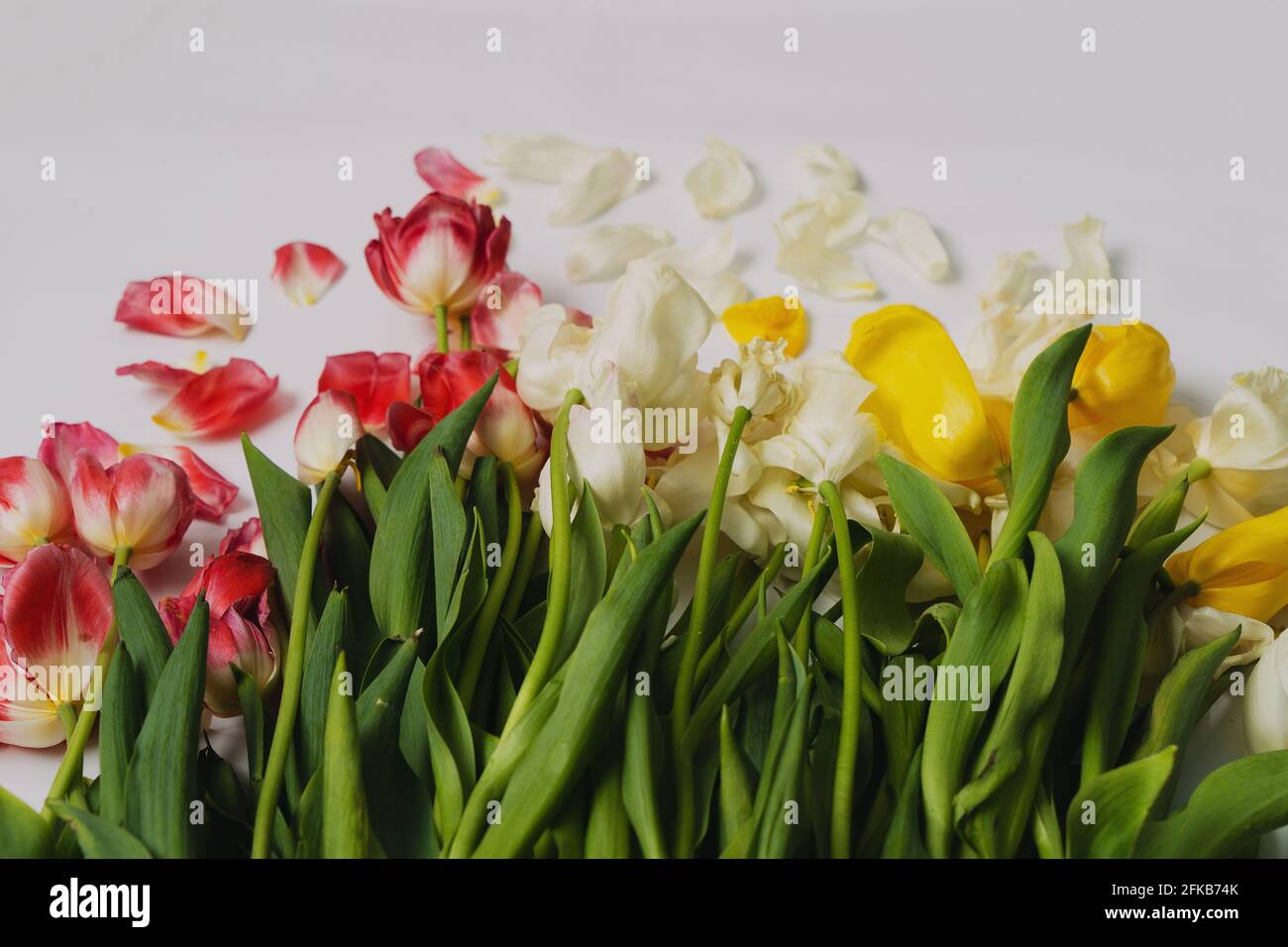 Foto von vertrockneten gelben, roten und weißen Tulpen, nach dem Urlaub. Copyspace. Stockfoto
