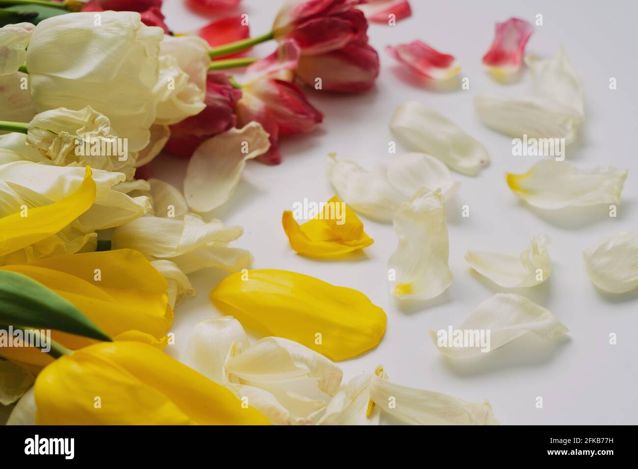 Foto von vertrockneten gelben, roten und weißen Tulpen, nach dem Urlaub. Copyspace. Stockfoto