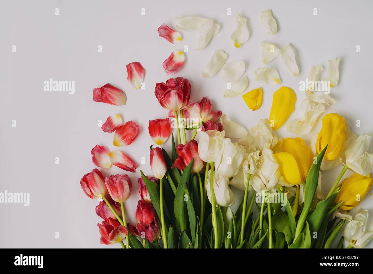 Foto von vertrockneten gelben, roten und weißen Tulpen, nach dem Urlaub. Copyspace. Stockfoto