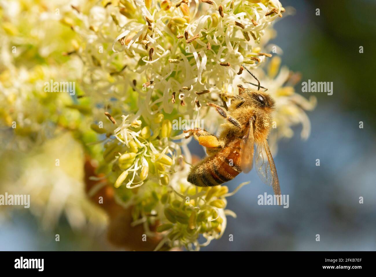 Italien, Lombardei, Bienensammlung Pollen auf Manna Ash Tree Stockfoto
