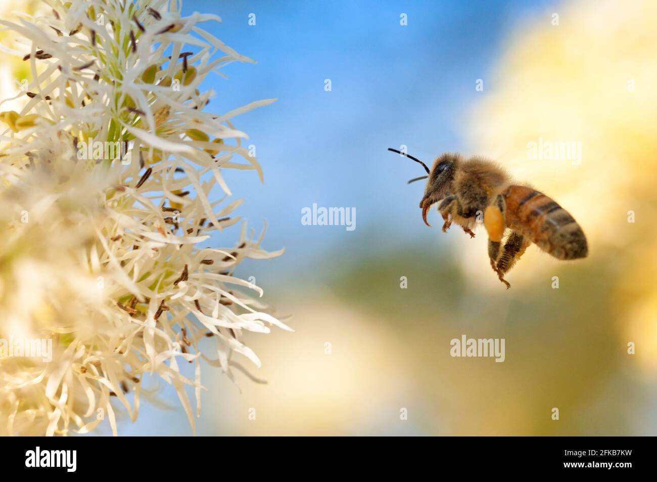 Italien, Lombardei, Bienensammlung Pollen auf Manna Ash Tree Stockfoto