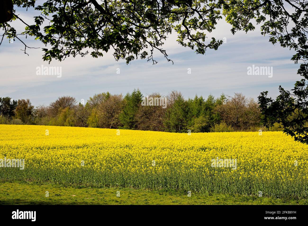 Ein atemberaubendes Rapsfeld (Brassica Napus subsp. Napus) unter einem tiefblauen Himmel und einer wispigen Wolke im Mai in Faringdon, Oxfordshire, Großbritannien Stockfoto