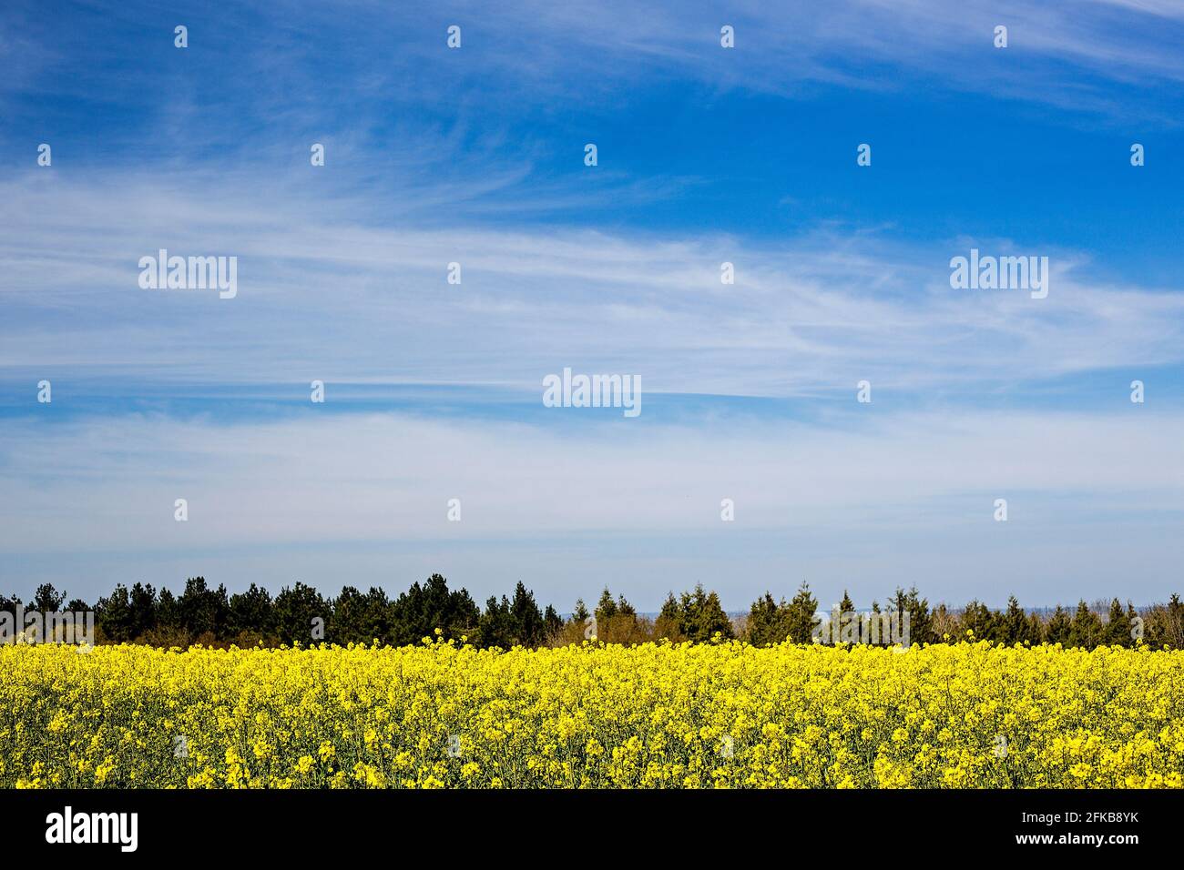 Ein atemberaubendes Rapsfeld (Brassica Napus subsp. Napus) unter einem tiefblauen Himmel und einer wispigen Wolke im Mai in Faringdon, Oxfordshire, Großbritannien Stockfoto