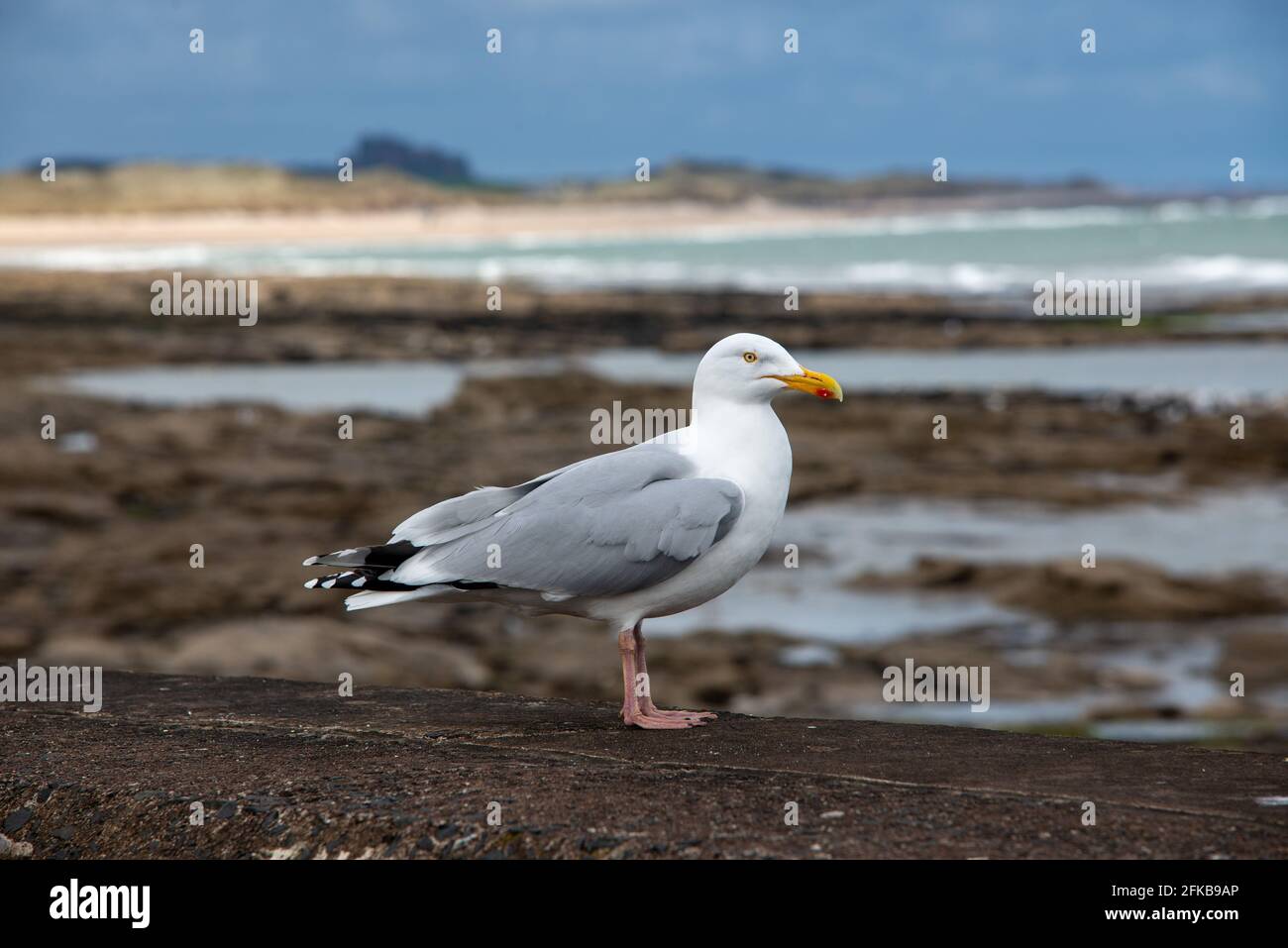 Heringmöwe bei Seahouses an der Nordostküste von England Stockfoto