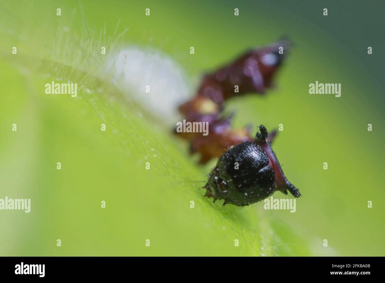 Auffallend (Harpyia milhauseri, Hybocampa milhauseri, Hoplitis milhauseri), junge Raupe beginnt zu füttern, Deutschland, Bayern, Niederbayern, Stockfoto