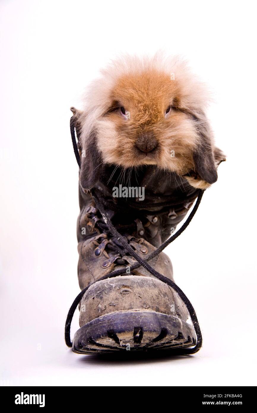 Löwenkopfkaninchen (Oryctolagus cuniculus f. domestica), Blick aus einem alten Wanderschuh, Vorderansicht Stockfoto