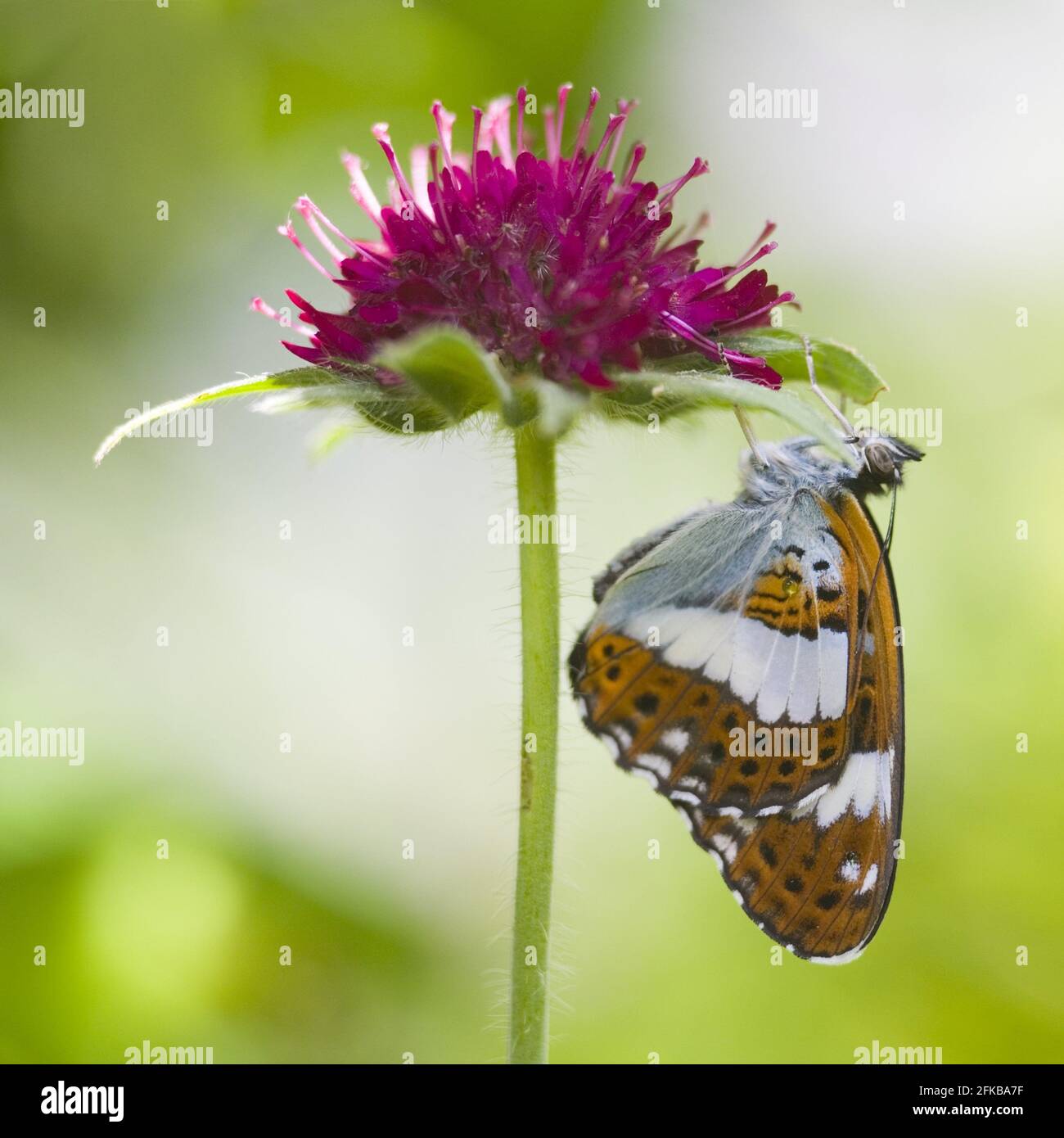 Eurasischer Weißer Admiral, Weißer Admiral (Ladoga camilla, Limenitis camilla), sitzend an einer Blüte, Seitenansicht, Österreich Stockfoto