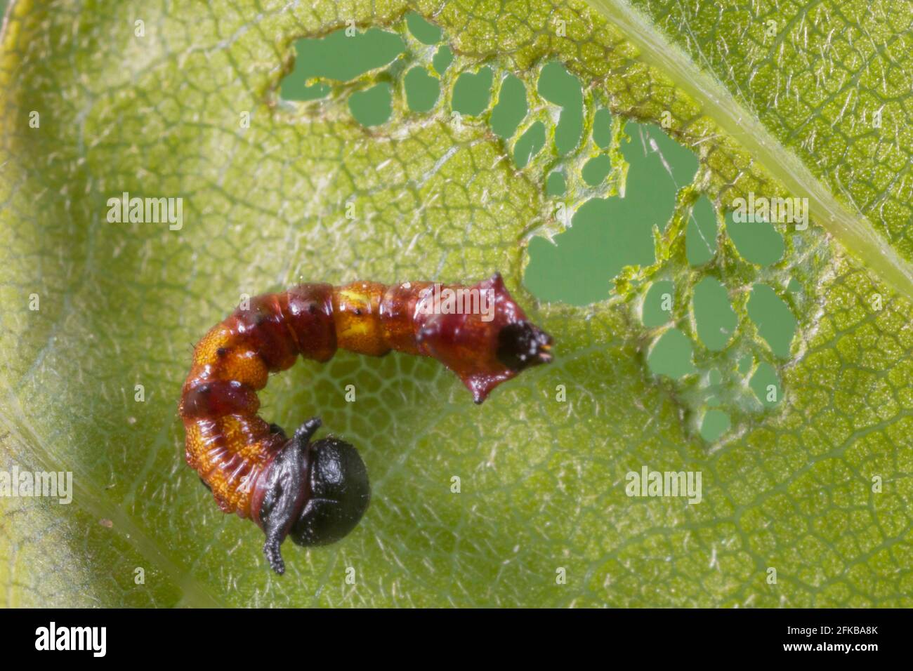 Auffällige Raupe (Harpyia milhauseri, Hybocampa milhauseri, Hoplitis milhauseri), junge Raupe neben der Futterstelle, Lochfütterung, Deutschland, Stockfoto