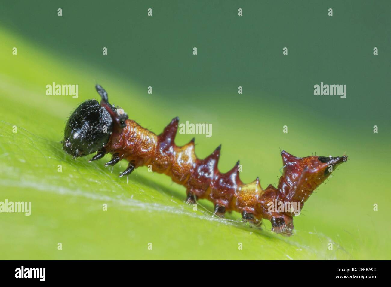 Auffallend (Harpyia milhauseri, Hybocampa milhauseri, Hoplitis milhauseri), junge Raupe, Eierraupe, Deutschland, Bayern, Niederbayern, Stockfoto