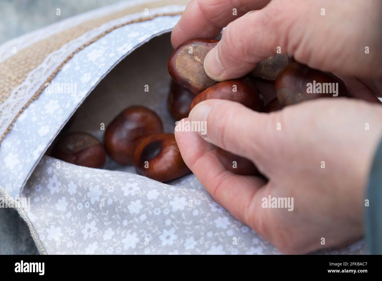 Kastanien (Aesculus hippocastanum), Kastanien werden in einen Kissenbezug gefüllt, können dann im Ofen erhitzt und als wärmende Kissen verwendet werden, Stockfoto