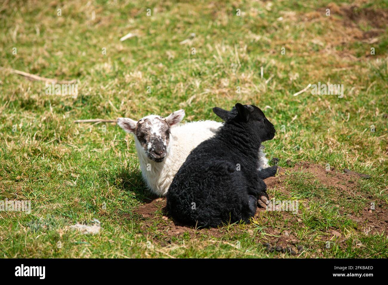 Schwarz-weißes Lamm von schwarz gesichtigen Schafen ruht in Der Frühlingssonne in den schottischen Grenzen bei Hume Stockfoto