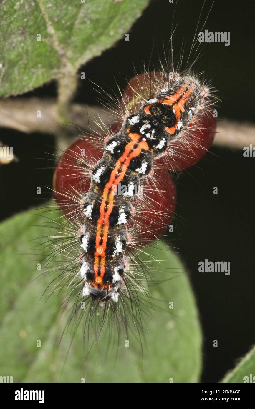 Gelbschwanz, Goldschwanz (Euproctis similis, Porthesia similis, Sphrageidus similis), Raupe auf einer Frucht, Ansicht von oben, Österreich Stockfoto