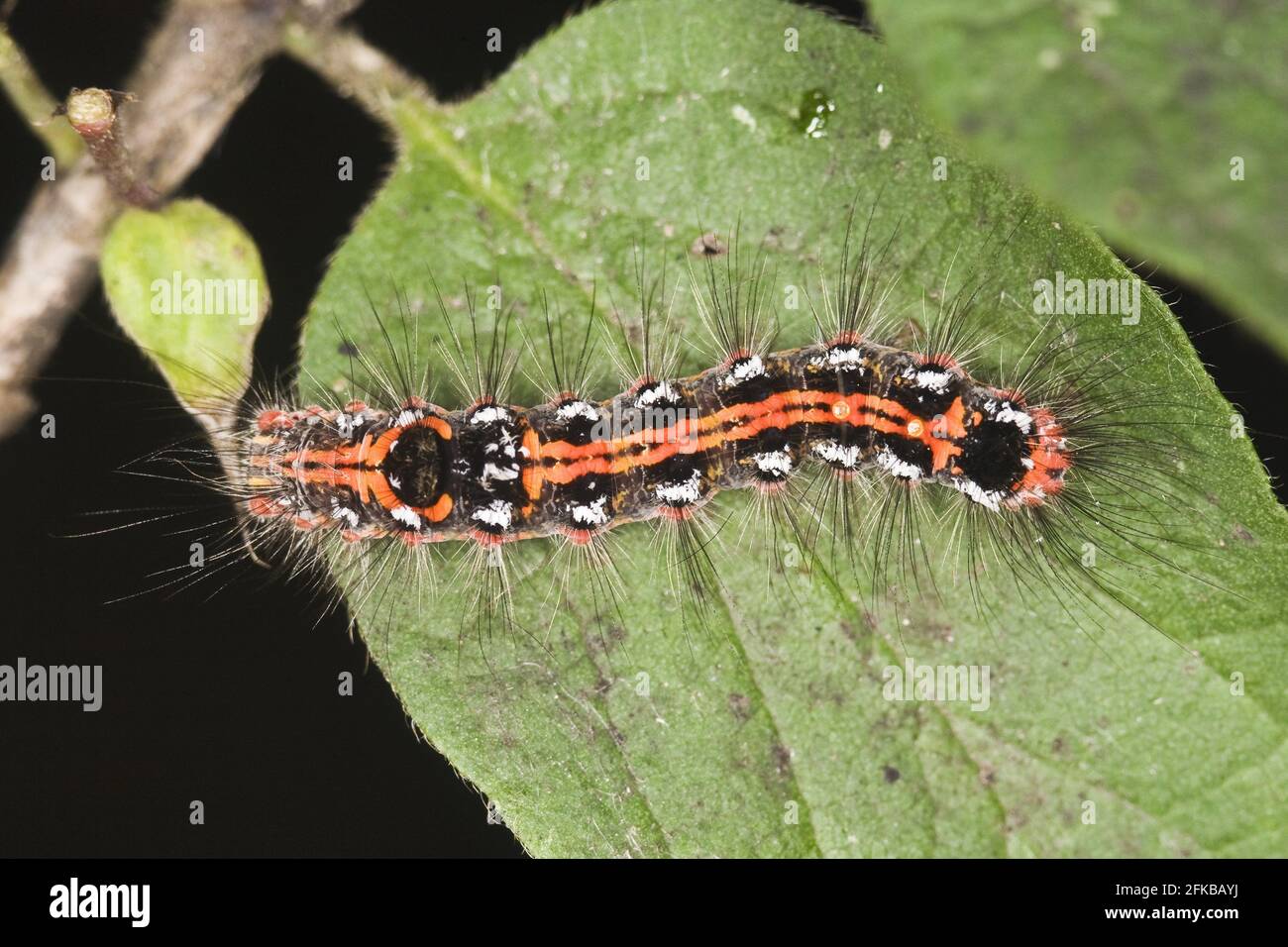 Gelbschwanz, Goldschwanz (Euproctis similis, Porthesia similis, Sphrageidus similis), Raupe auf einem Blatt, Ansicht von oben, Österreich Stockfoto