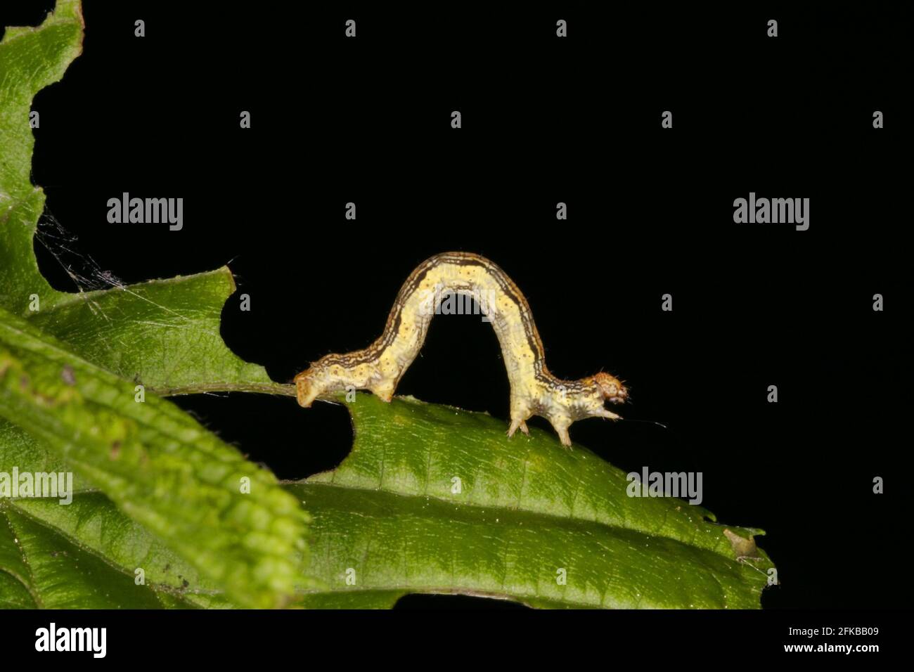 Gefleckte Umbra (Erannis defoliaria, Phalaena defoliaria, Hybernia defoliaria), Raupe kriecht auf einem Blatt, Österreich Stockfoto