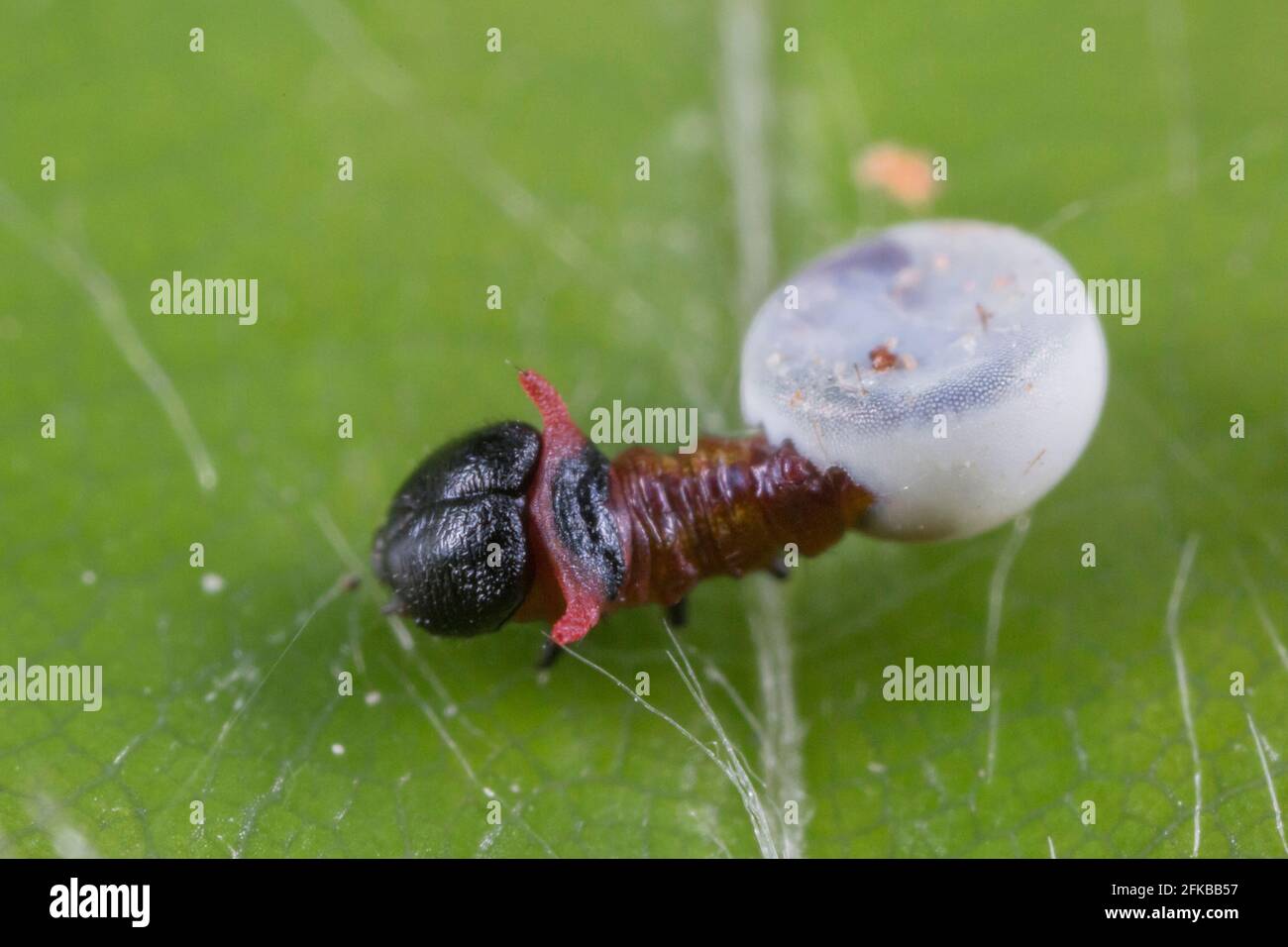 Junge Raupe, die aus dem Ei schlüpft, Deutschland, Bayern, Stockfoto