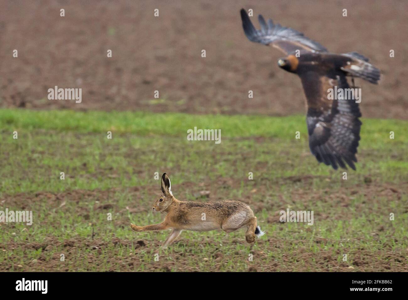 Europäischer Hase, Brauner Hase (Lepus europaeus), Jagd auf einen Braunhasen, Braunhase entkommt erfolgreich, Falknerei, Deutschland, Bayern, Niederbayern, Senken Stockfoto