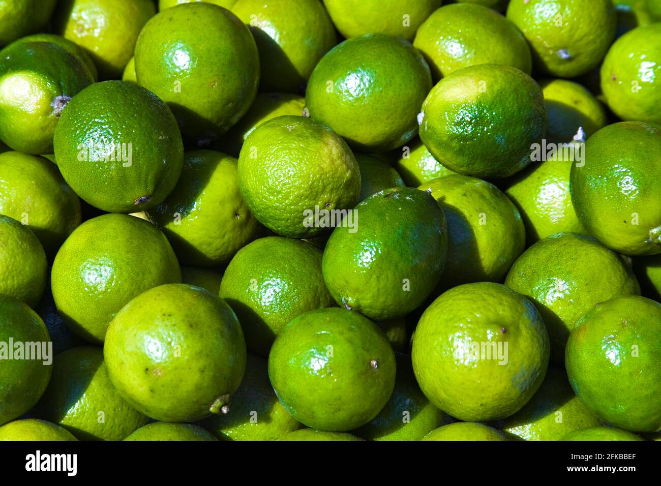 Limettenfrucht (Citrus aurantifolia), frische Limetten Stockfoto