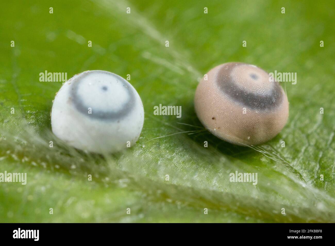 Haie (Harpyia milhauseri, Hybocampa milhauseri, Hoplitis milhauseri), Eier auf einem Buchenblatt, Deutschland, Bayern, Niederbayern, Niederbayern Stockfoto