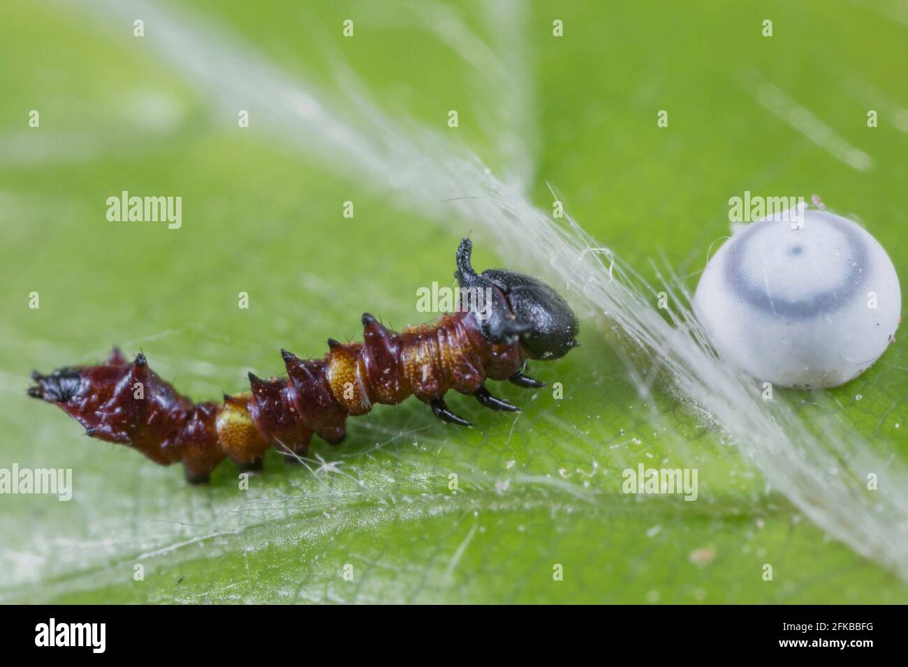 Auffallend (Harpyia milhauseri, Hybocampa milhauseri, Hoplitis milhauseri), junge Raupe neben einem Ei, Deutschland, Bayern, Niederbayern, Stockfoto