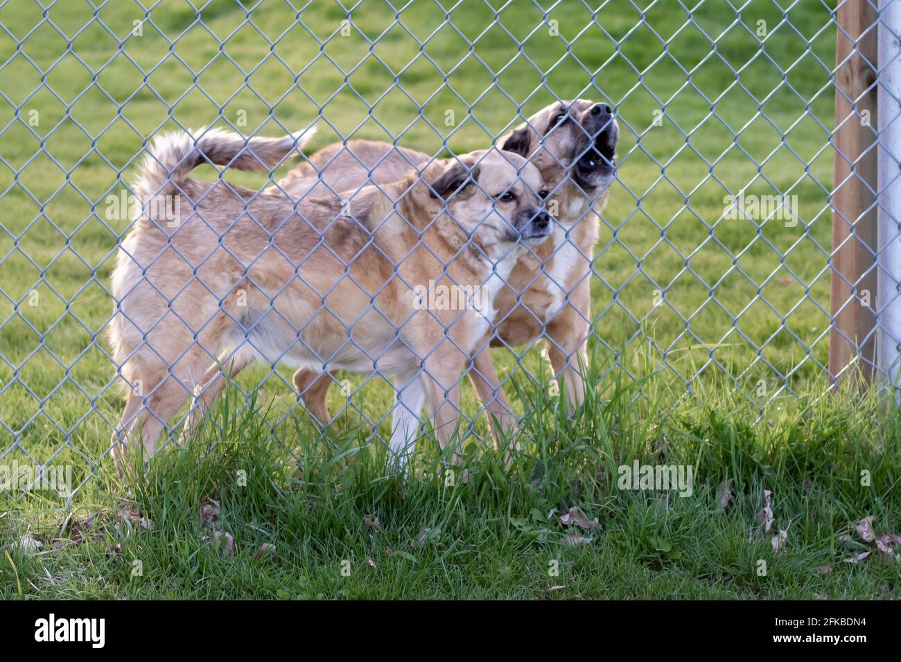 Zwei mittelgroße helle Wachhunde hinter einem Zaun. Der eine bellt und der andere hat seinen Schwanz angehoben und gewellt, Ohren abgeflacht und starrt. Stockfoto
