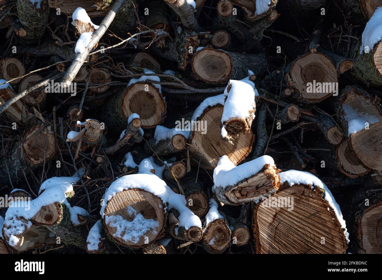 Vorderansicht von Holzstämmen übereinander gestapelt, bedeckt mit Schnee. Stockfoto