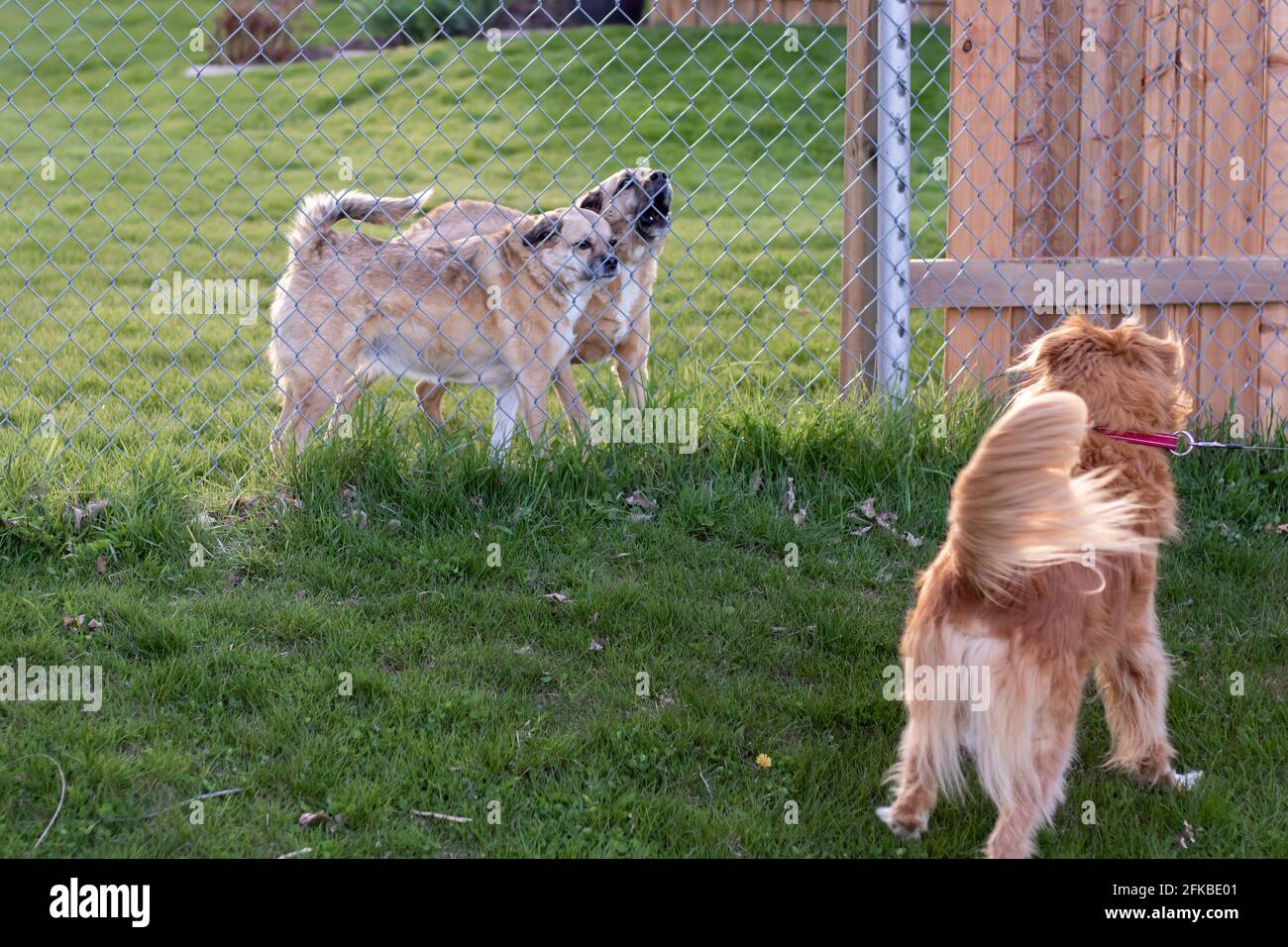 Zwei Hunde hinter einem Zaun, während ein anderer vorne, an der Leine, weggezogen wird. Einer der Hunde hinter dem Zaun bellt und der andere wütend. Stockfoto