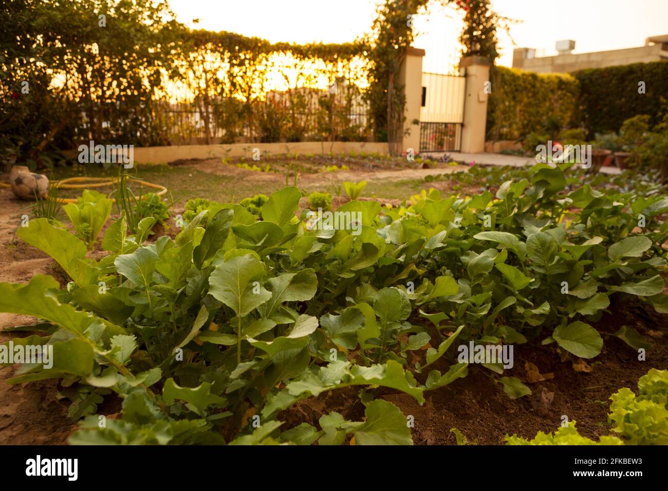 Spanischer Radisch, Radisch, rumänischer Salat und andere Kräuter in Gemüsegarten gepflanzt. Stockfoto