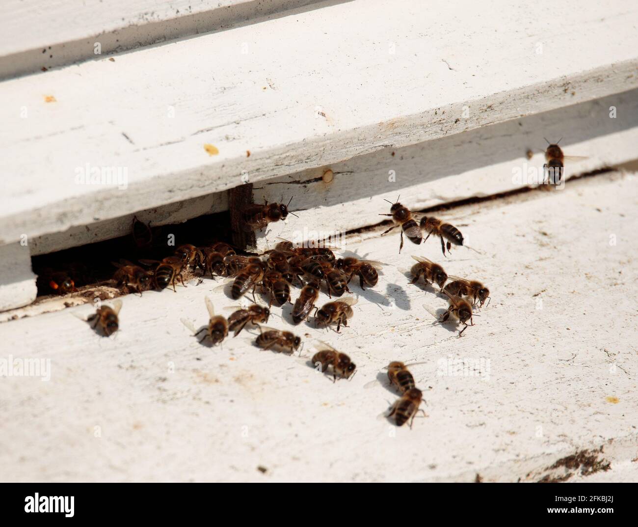 Honey Bee Hive Stockfoto