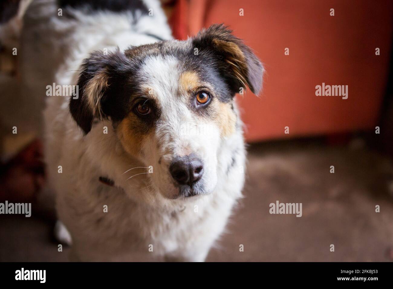 Schwarz, gelb und weiß Hund Welpen mit traurigen Augen im Tierheim für die Adoption Stockfoto