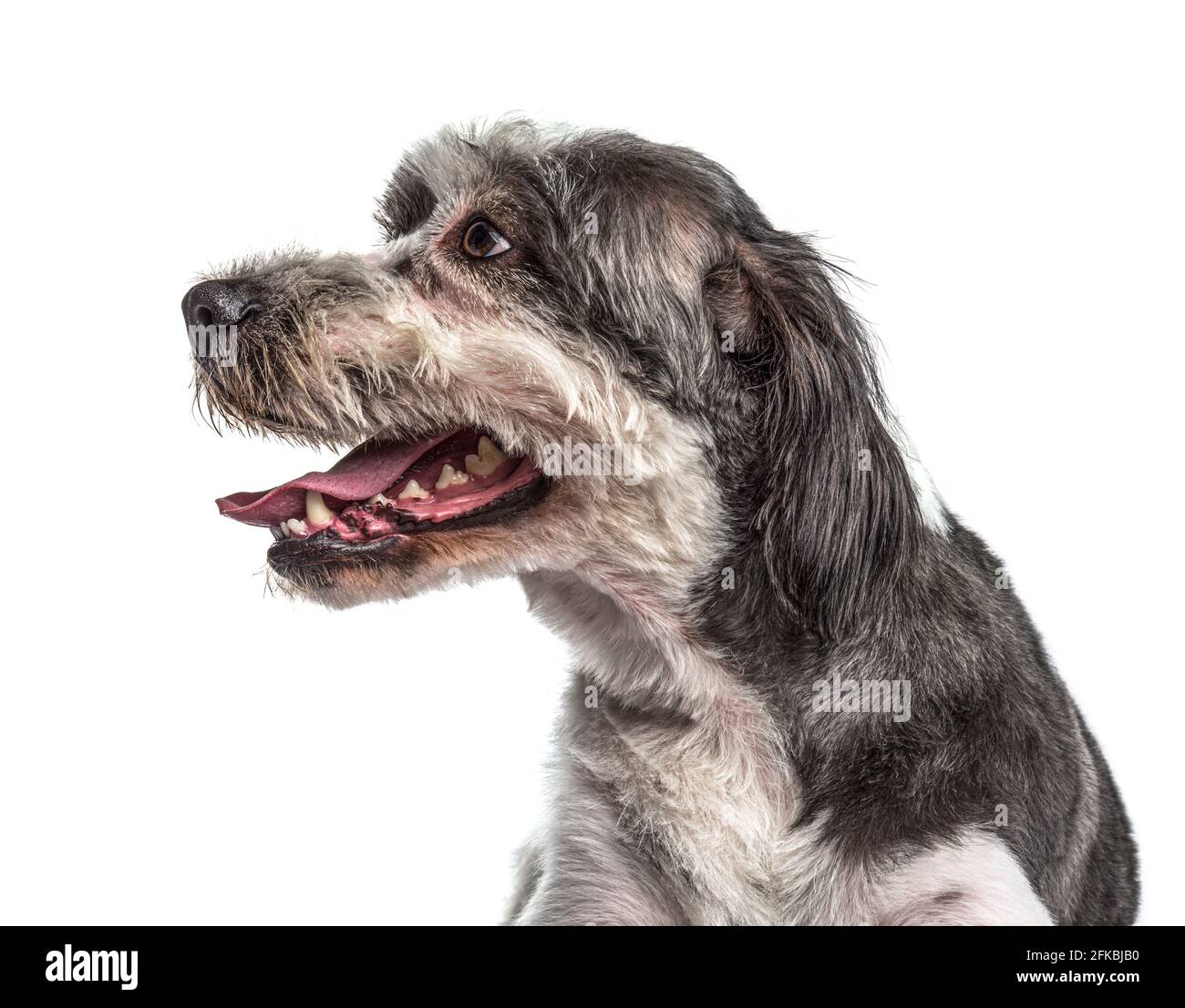 Seitenansicht eines alten grauen Crossbreed-Hundes, der keuchend und Zeigt seinen Zahn Stockfoto