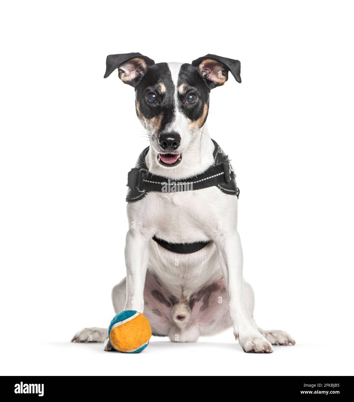 Jack russel Terrier trägt ein Geschirr Stockfotografie - Alamy