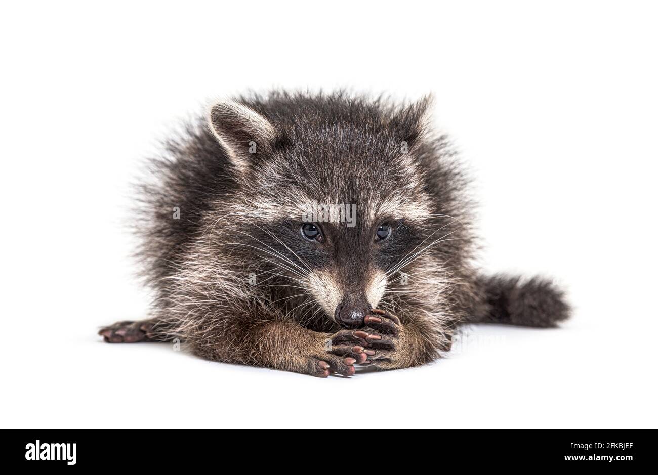 Schüchterner junger Raccoon auf Weiß isoliert Stockfoto