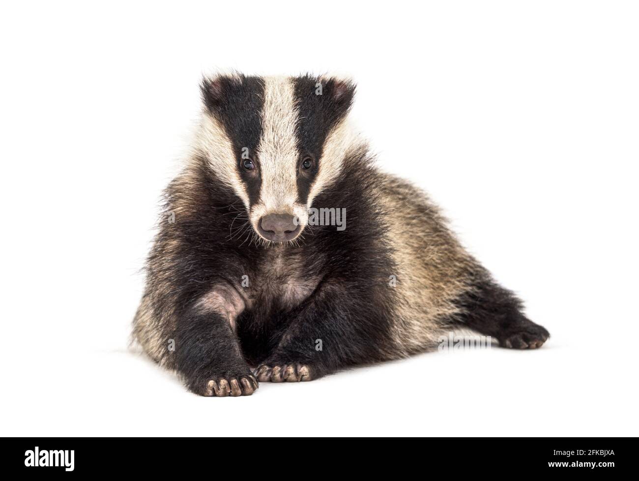 Europäischer Dachs, sechs Monate alt Stockfoto