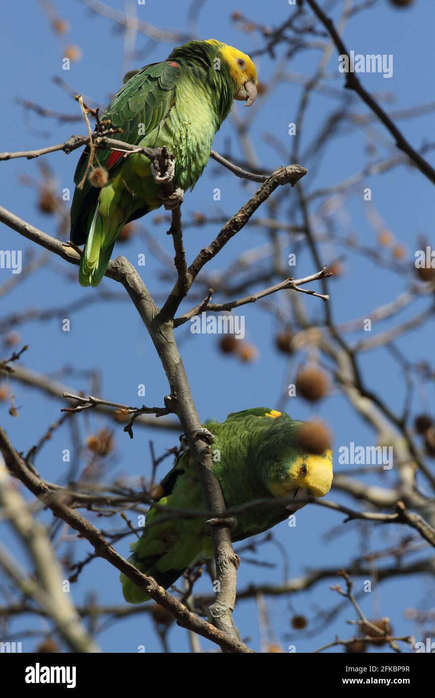 Unter der Leitung von gelb Amazon (Amazona Oratrix), Rosensteinpark, Stuttgart, Baden-Württemberg Stockfoto