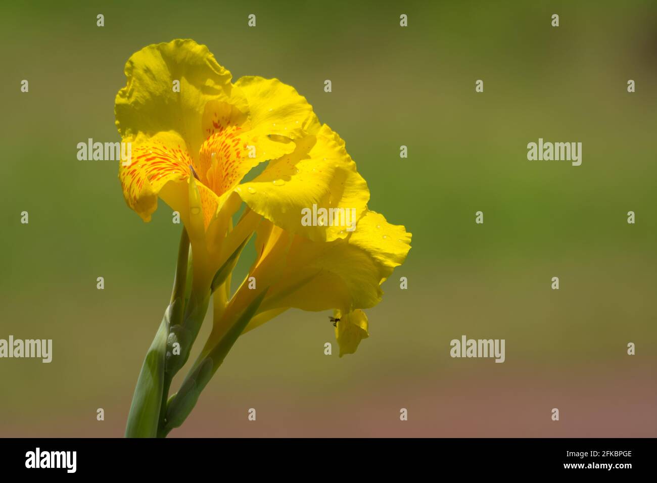 Schöne und helle gelbe Canna blüht tagsüber in voller Blüte und im hellen Sonnenlicht im Garten von Mangalore in Karnataka, Indien. Stockfoto