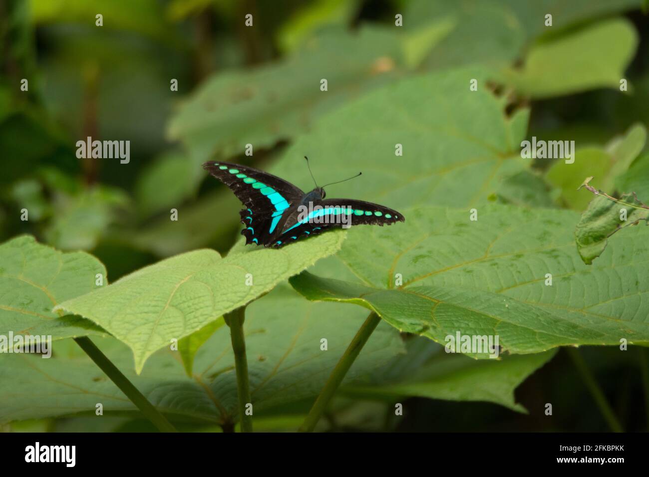 Selektiver Fokus auf die Rückseite eines schönen Blaubottle-Schmetterlings (Graphium sarpedon), auch das Blaue Dreieck in Australien genannt, auf dem sich ruht Stockfoto
