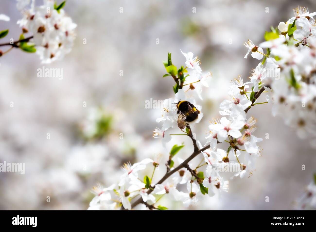 Hummeln sammeln Nektar aus weißen Frühlingsblumen in einem Stadtpark. An einem sonnigen Tag, verschwommener Hintergrund. Stockfoto