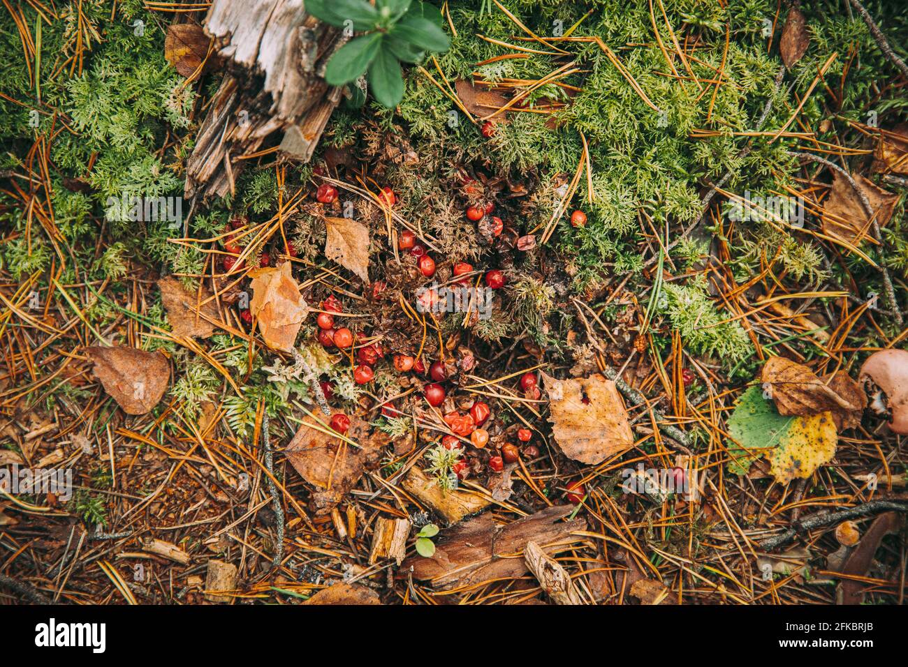 Bär Scat Und Unverdaute Cranberries In It On Ground Im Herbstwald. Weißrussland Oder Der Europäische Teil Russlands Stockfoto