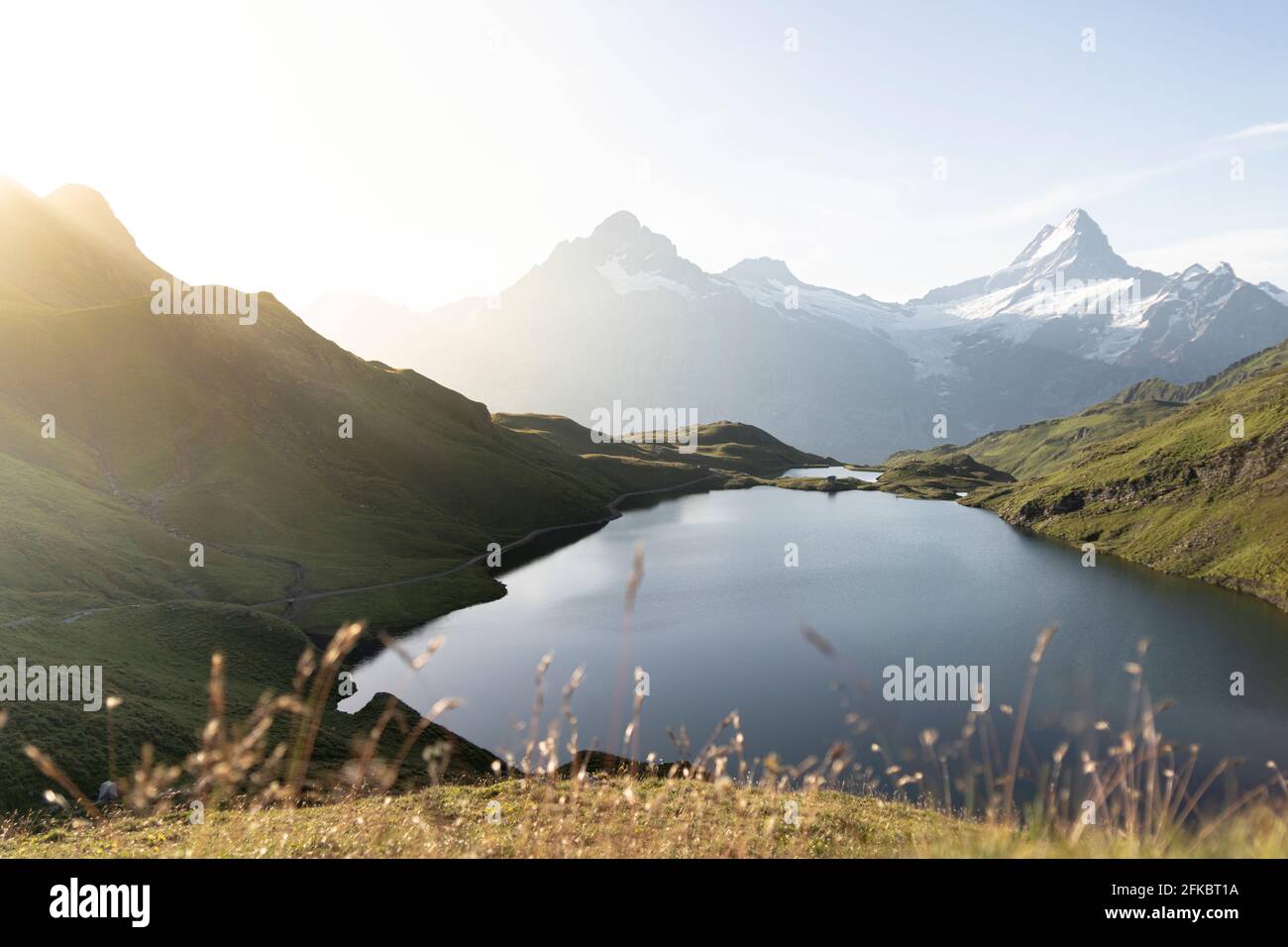 Grüne Wiesen rund um den Bachalpsee bei Sonnenaufgang, Grindelwald, Berner Oberland, Kanton Bern, Schweiz, Europa Stockfoto