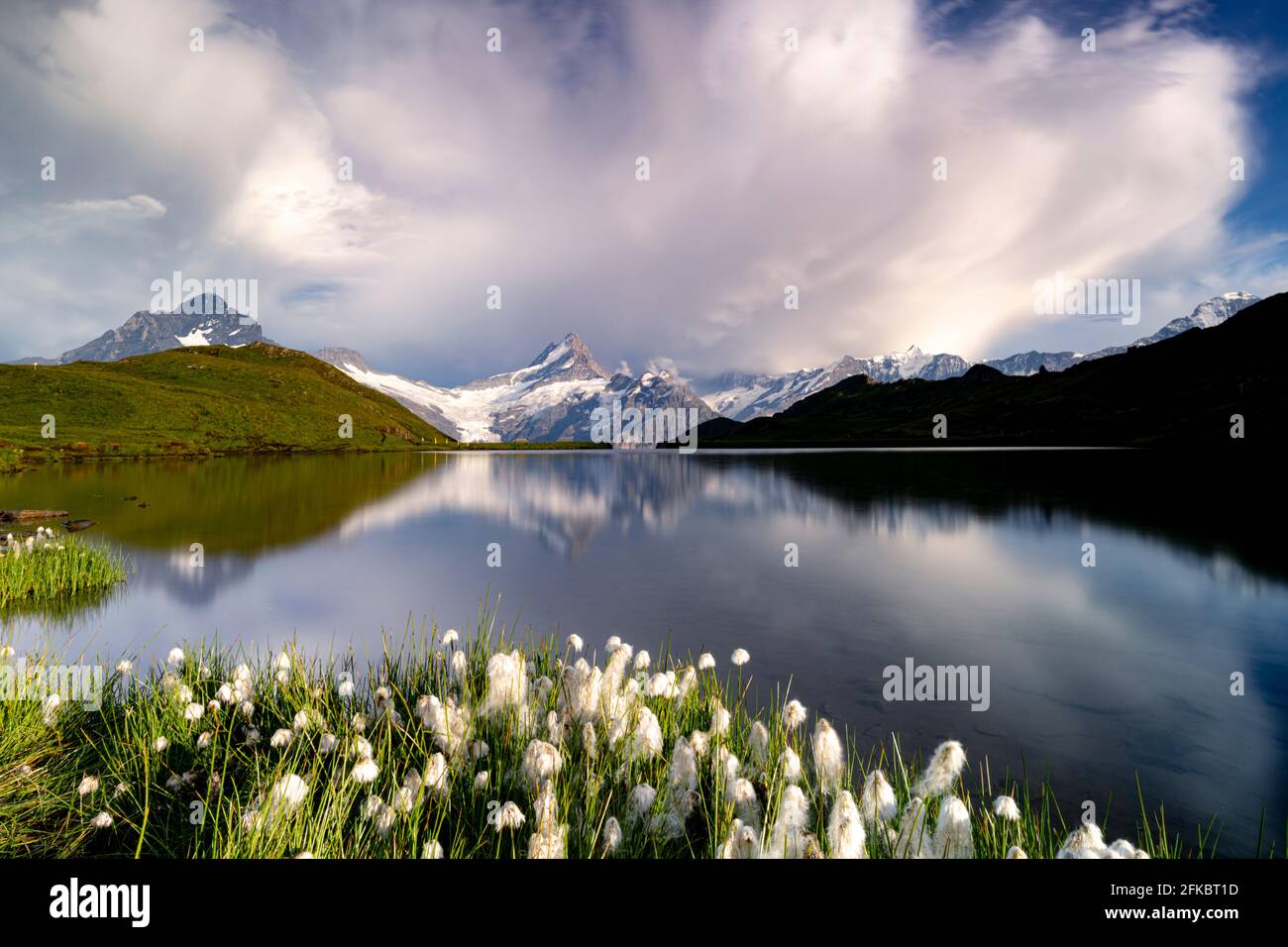 Blühendes Baumwollgras rund um den Bachalpsee und die Berge, Grindelwald, Berner Oberland, Kanton Bern, Schweiz, Europa Stockfoto