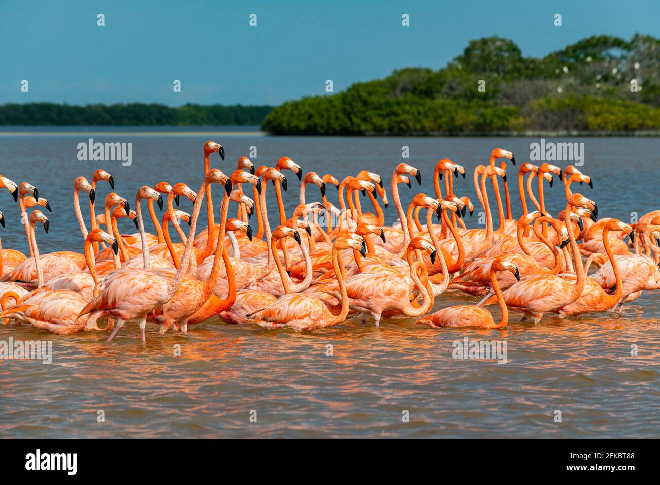 Amerikanischer Flamingo (Phoenicopterus ruber), UNESCO-Biosphärenreservat Rio Celestun, Yucatan, Mexiko, Nordamerika Stockfoto